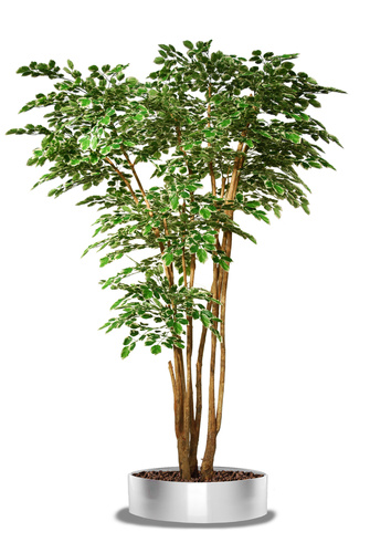 Beech Upper 300 cm Variegated